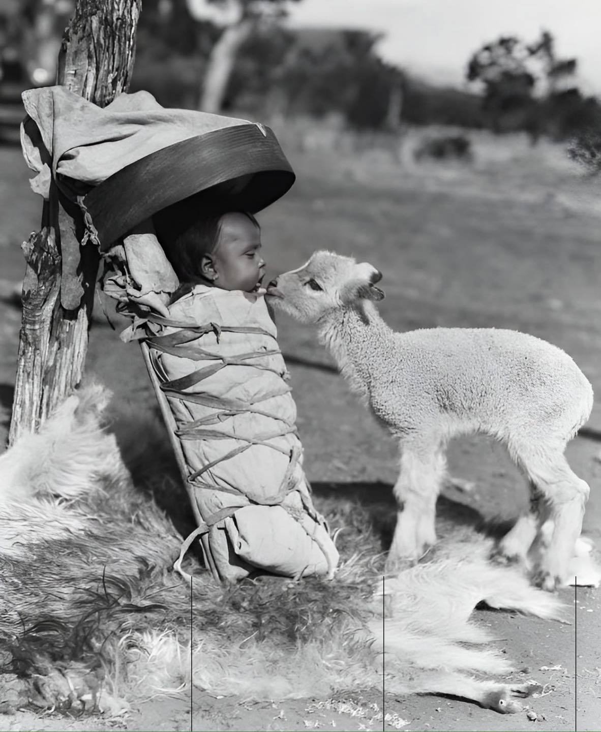 1930年前后，亚利桑那州纳瓦霍族温德洛克地区，一只小羊走向坐在传统婴儿背兜中的