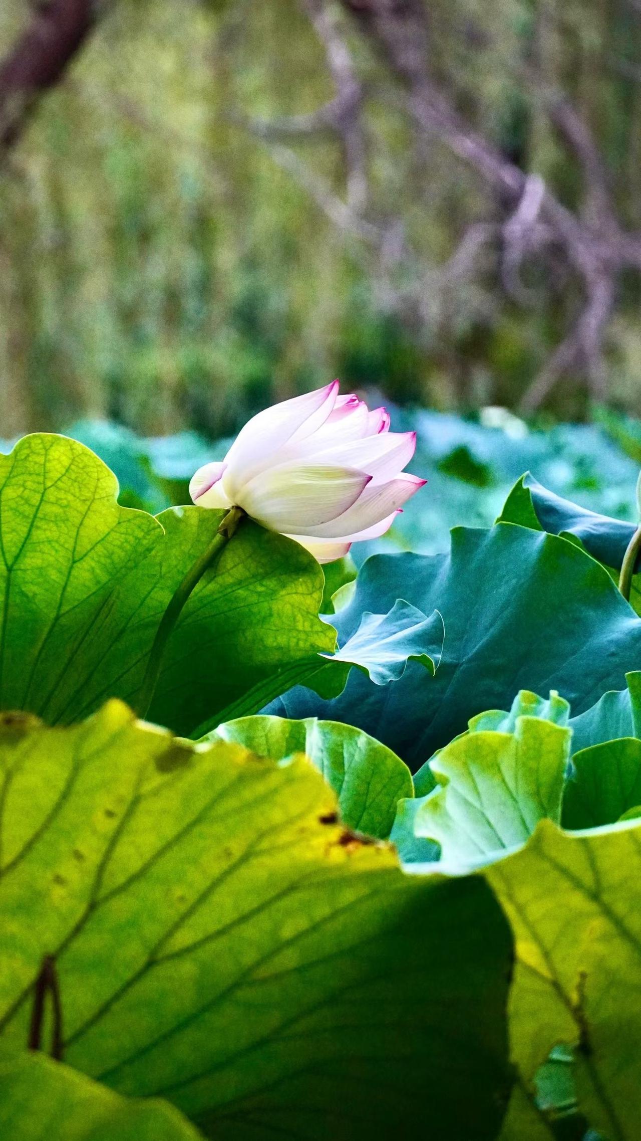 满目翠色翻涌，一朵荷花静立莲叶之间。花瓣晕开淡淡的粉边，于层层碧叶里从容舒展。