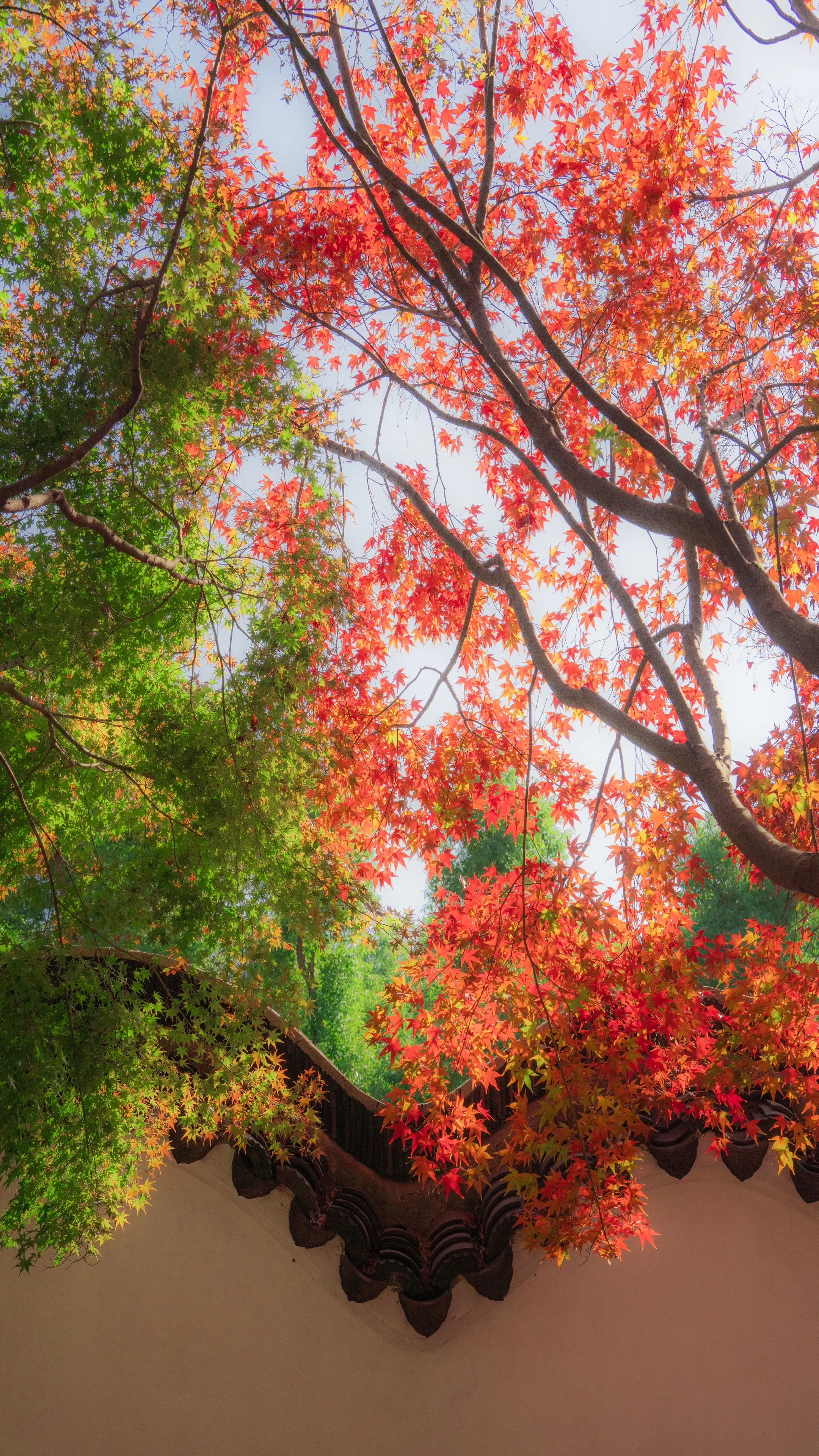 姑苏不负秋，一叶染山河。🍂苏州秋日拍照｜赏秋路线✨ 两日顺逛路线：虎...