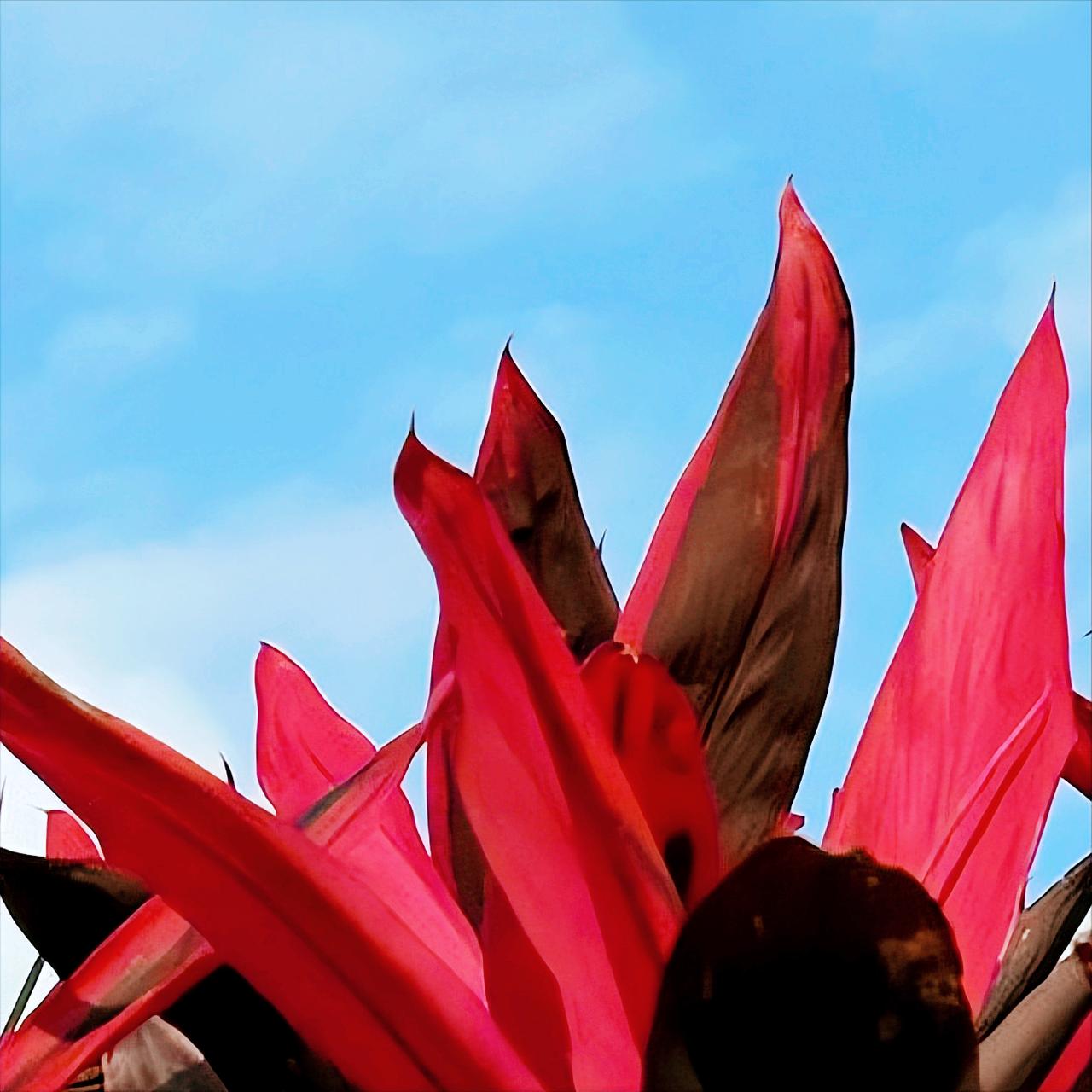 泰国外长西哈萨、柬埔寨副首相兼外交大臣布拉索昆在通电话时这样说
 
12月18日