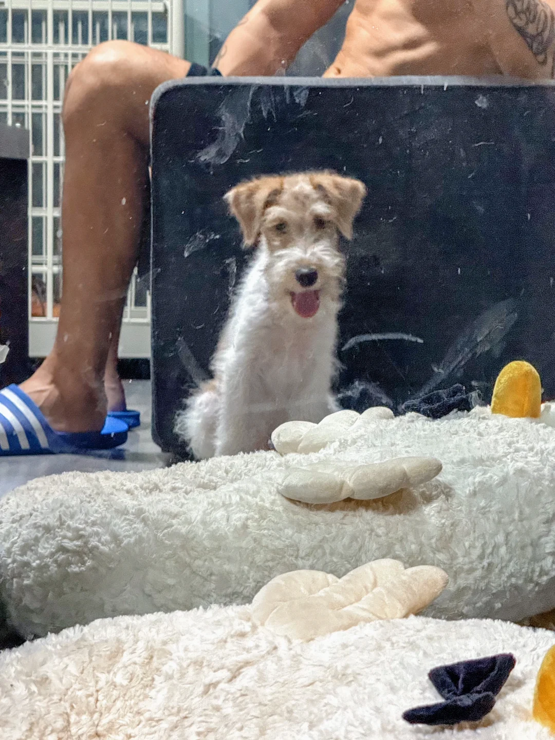 🐶 镜子脏了