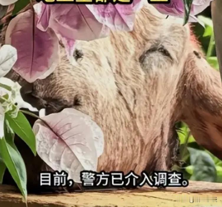 “太瘆人了！”辽宁大连，一位81岁的独居老太太，早晨醒来被自家二楼阳台的景象吓得