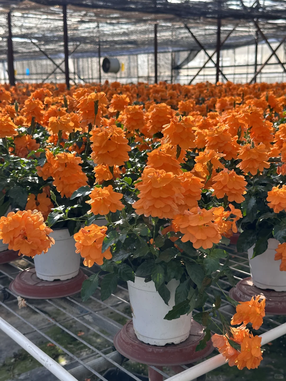 鸟尾花
