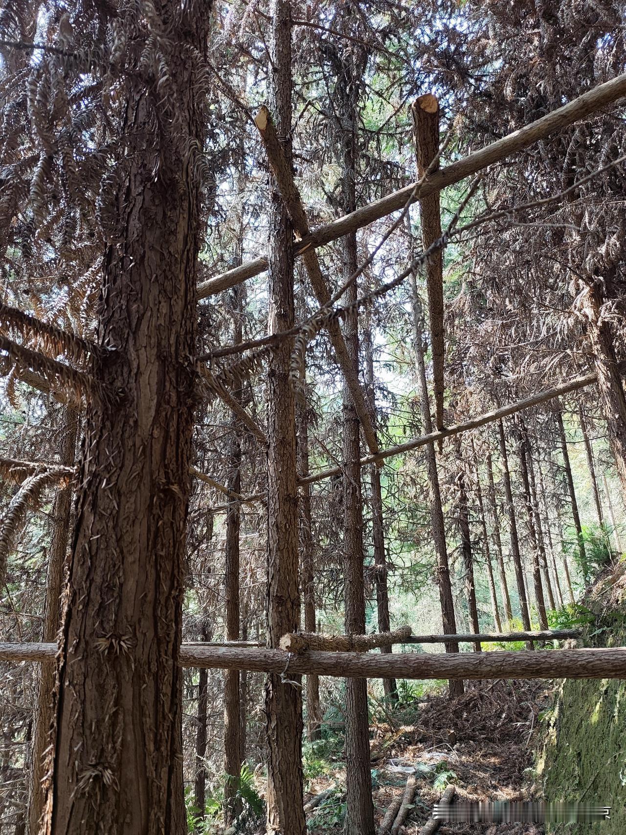 大山深处，山顶没有水，看我是怎么养鸡的，两条狗守野兽，没有电，没有水的情况，四周