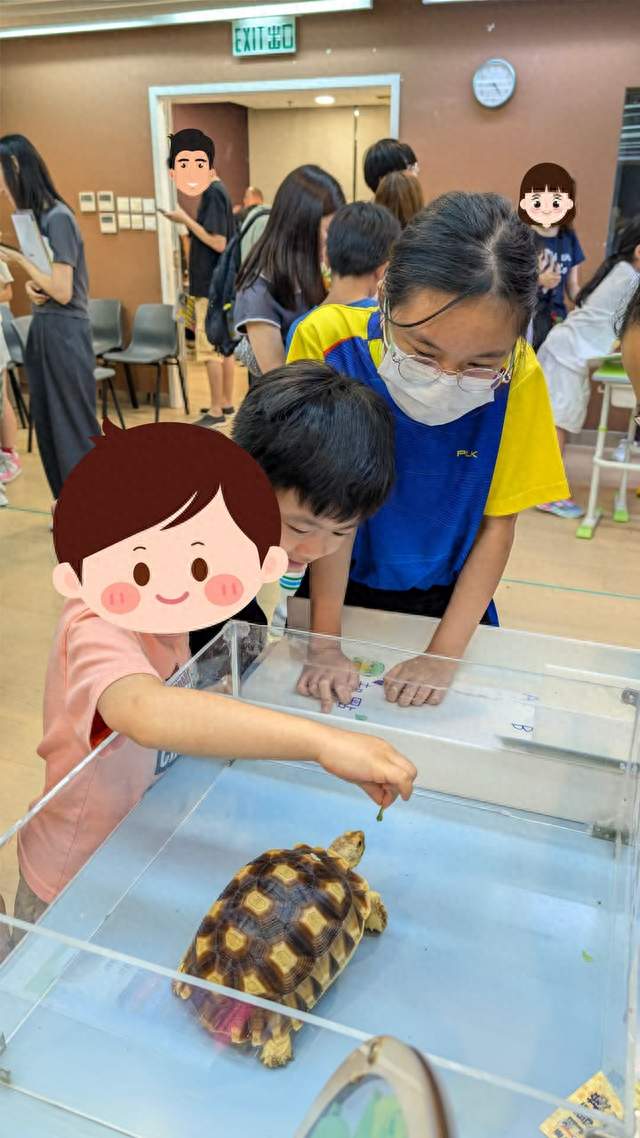 一只盾臂龟当老师！香港小学生进社区讲生命教育