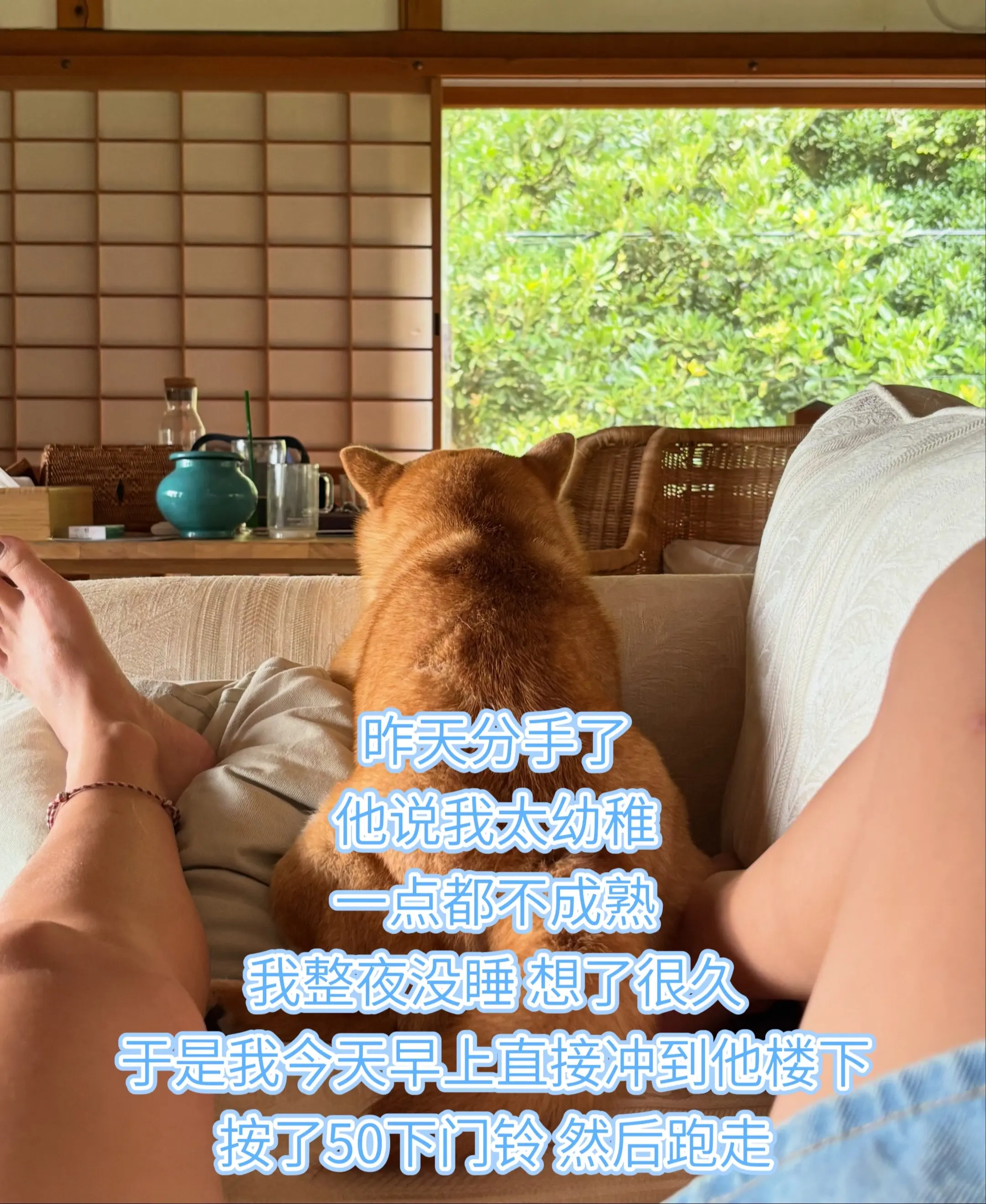 柴犬梗图 网友投稿