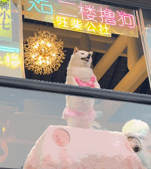 看它那个表情，对这份工作还蛮满意的！[捂脸]