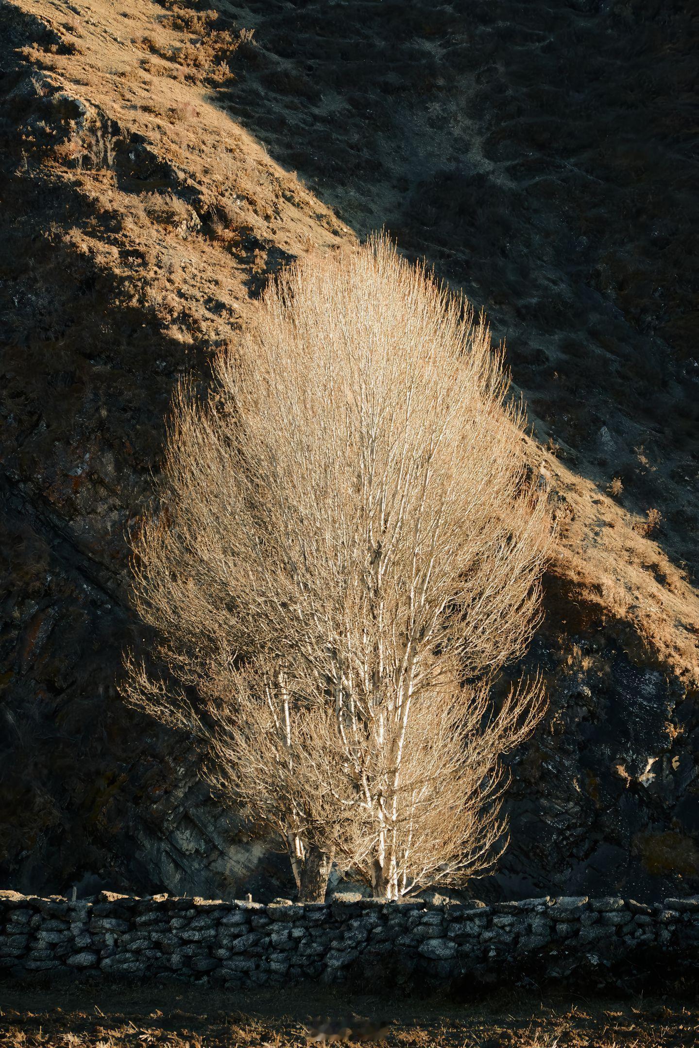 世人偏爱繁枝茂叶，而我偏爱冬季的它。早上好小菌