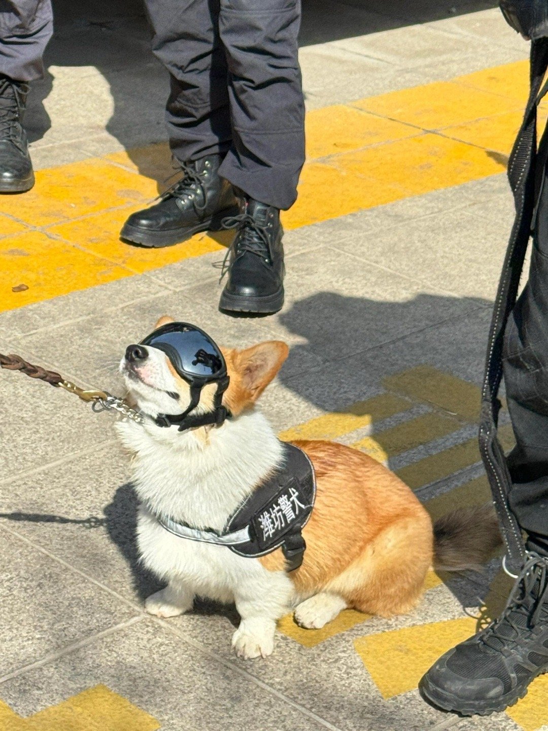 偶遇柯基警官！他好像知道自己很威风！ 