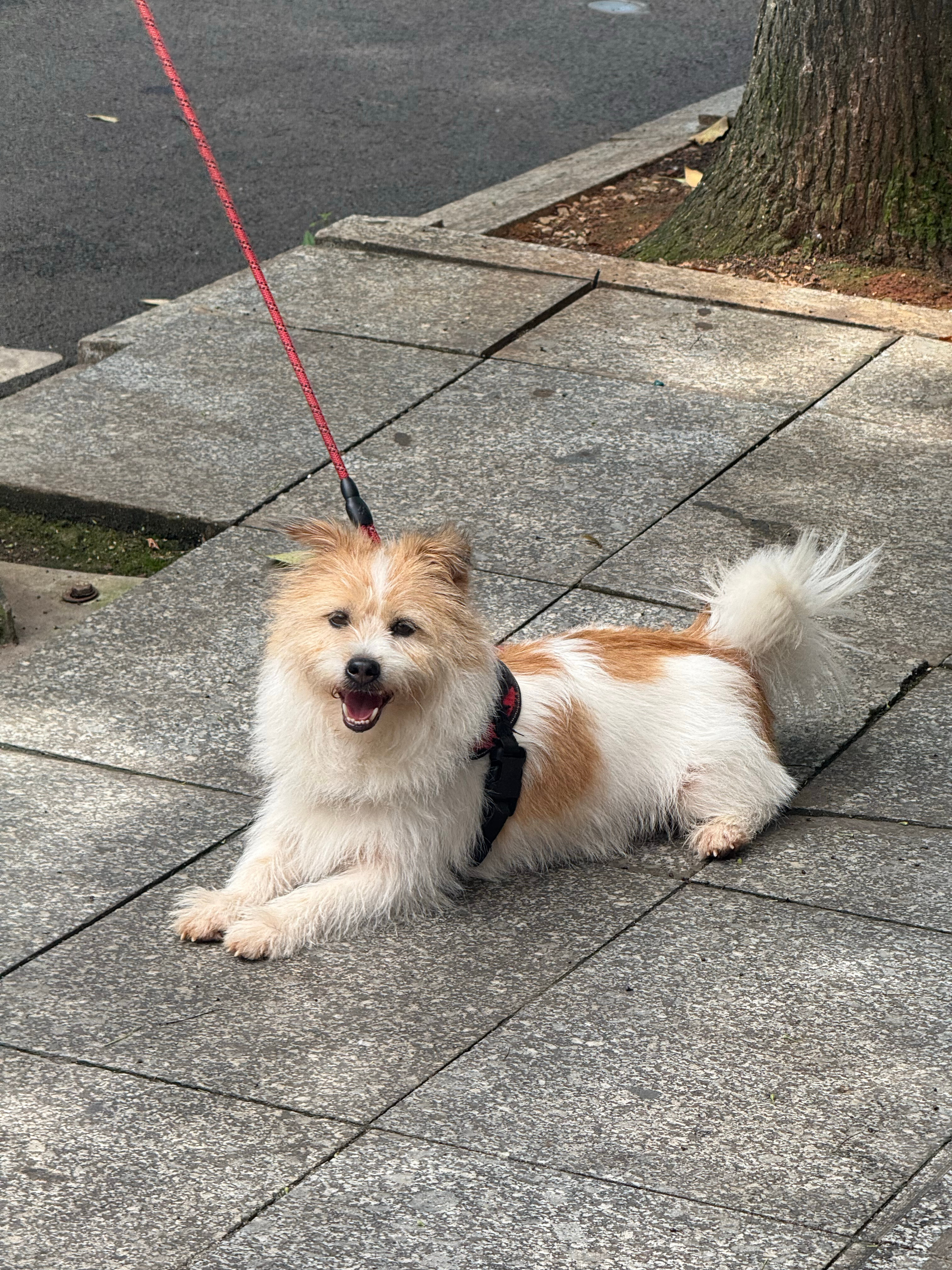 📓｜土豆日记人，好久不见，甚是想念。 