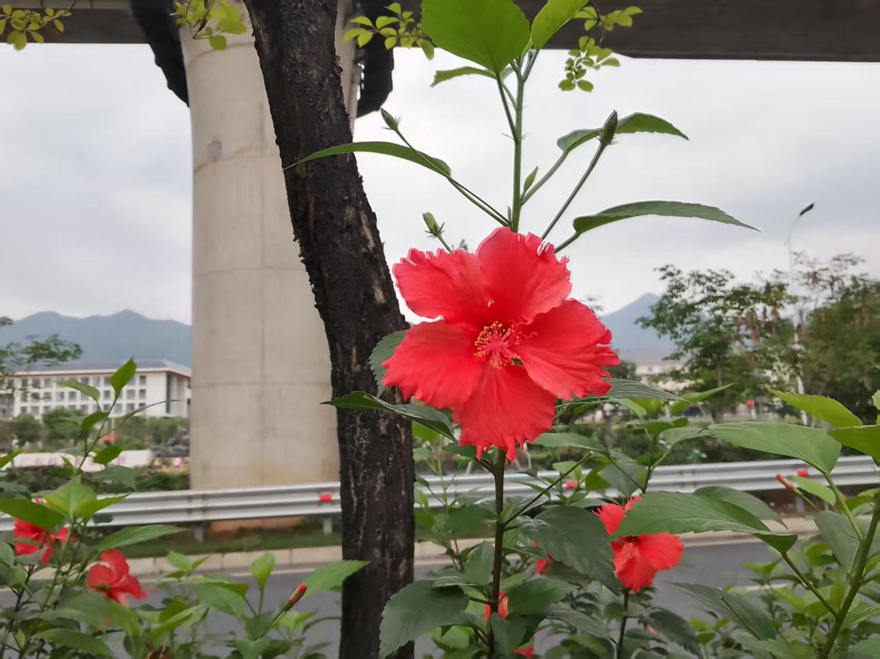 路边的绿化带开着这种不知名的花，很普通但很艳丽、很漂亮、很有特点。