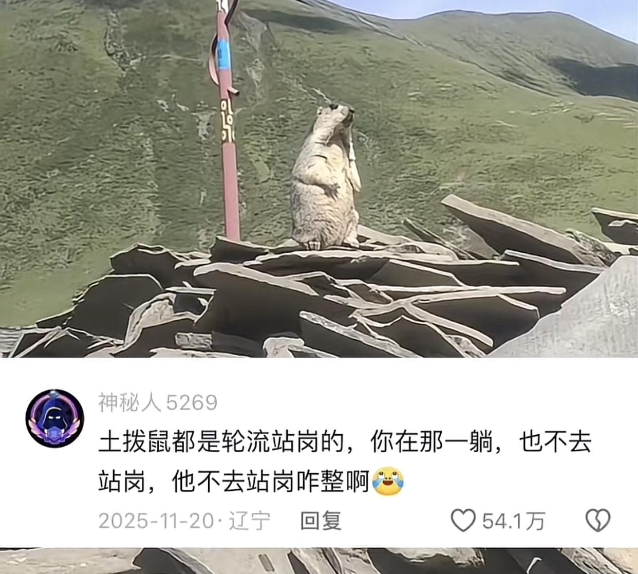 富贵：两年了，你知道我这两年都是怎么过的吗？
刷到一个博主养了一只名叫富贵的土拨