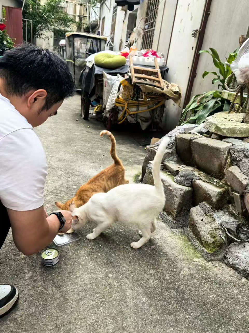 回访深圳领养猫 仿佛昨天还在拼命给流浪猫花生的6个孩子喂奶，一转眼小宝宝长成了阿