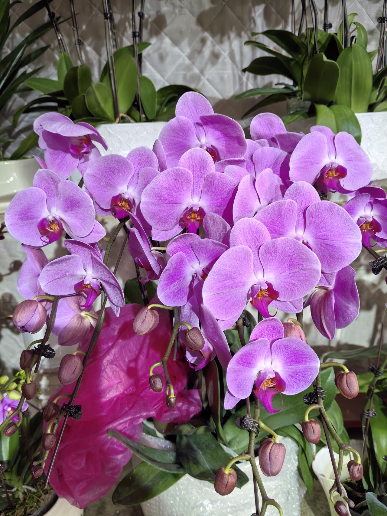 记录我的2026 2026年，我来到黄石鲜花市场，这里简直是花的海洋。一进市场，