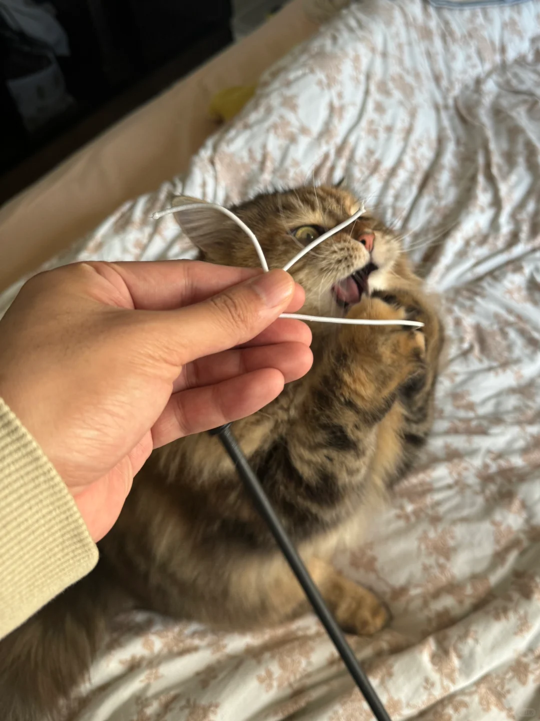 邪恶豹女！
