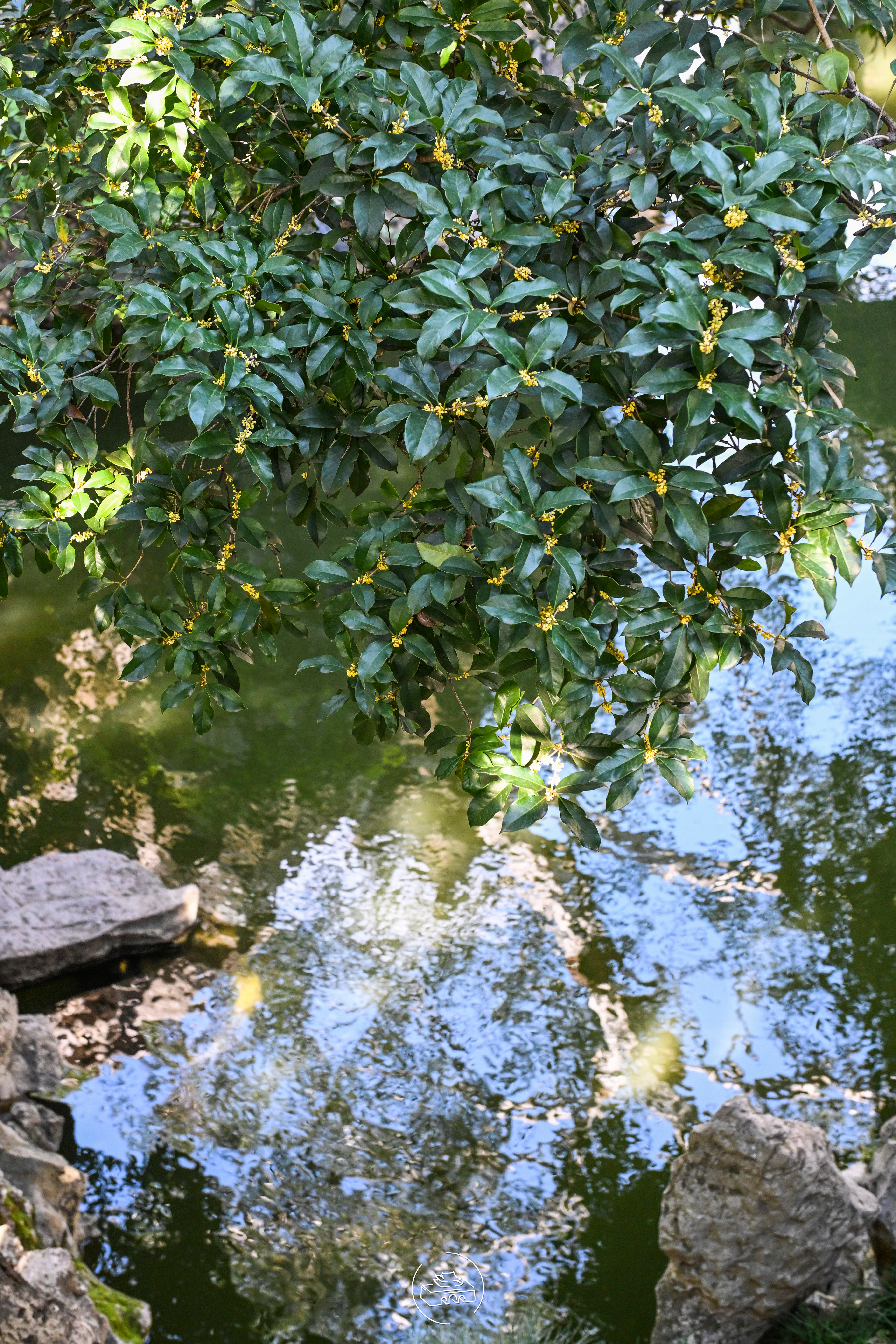 扬州好 古桂说黄园十八里中香不断 二三更后月初圆来往尽神仙 ​​​