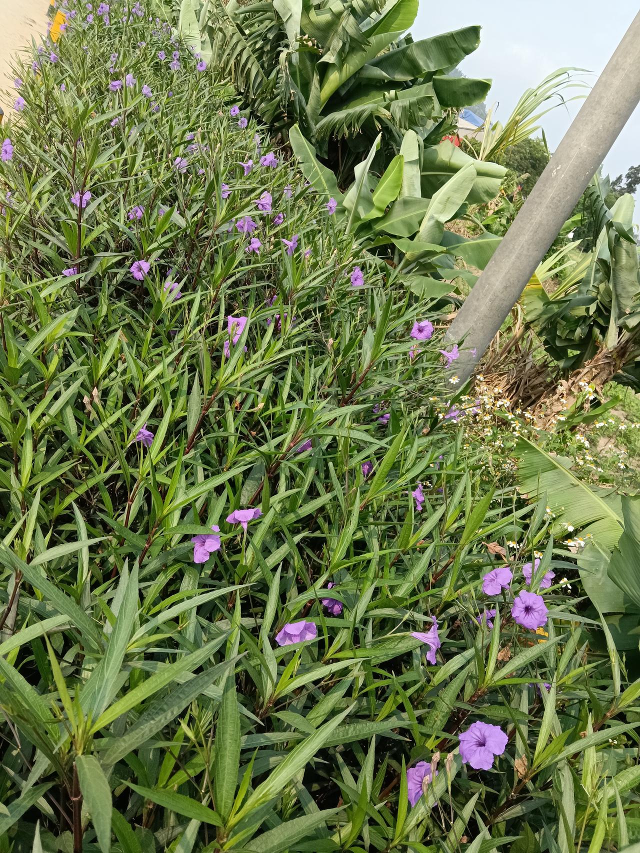 今年春天最想实现的心愿 今年春天，我最想实现的心愿就是把发微头条这事更上一层楼。