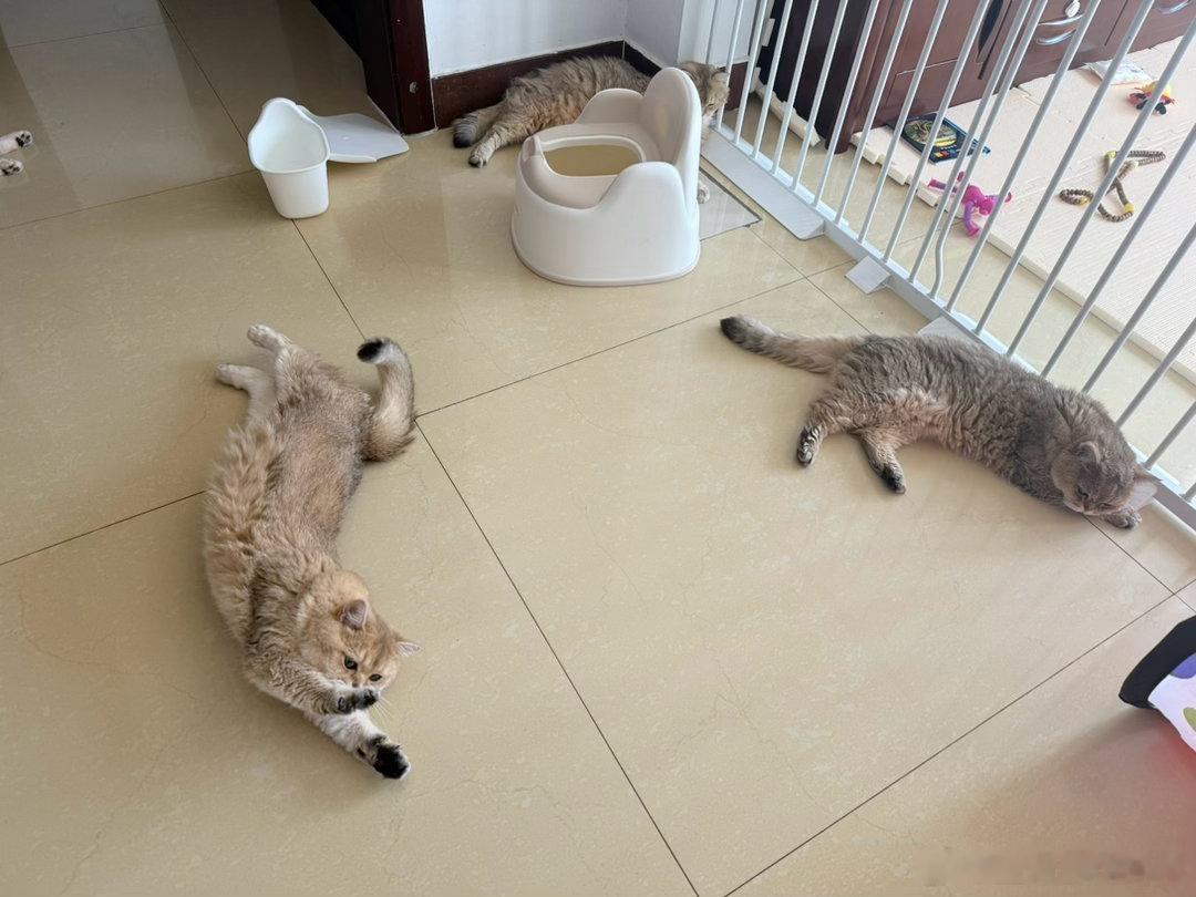 今天出门忘记开空调，不会恨我吧？萌宠猫咪