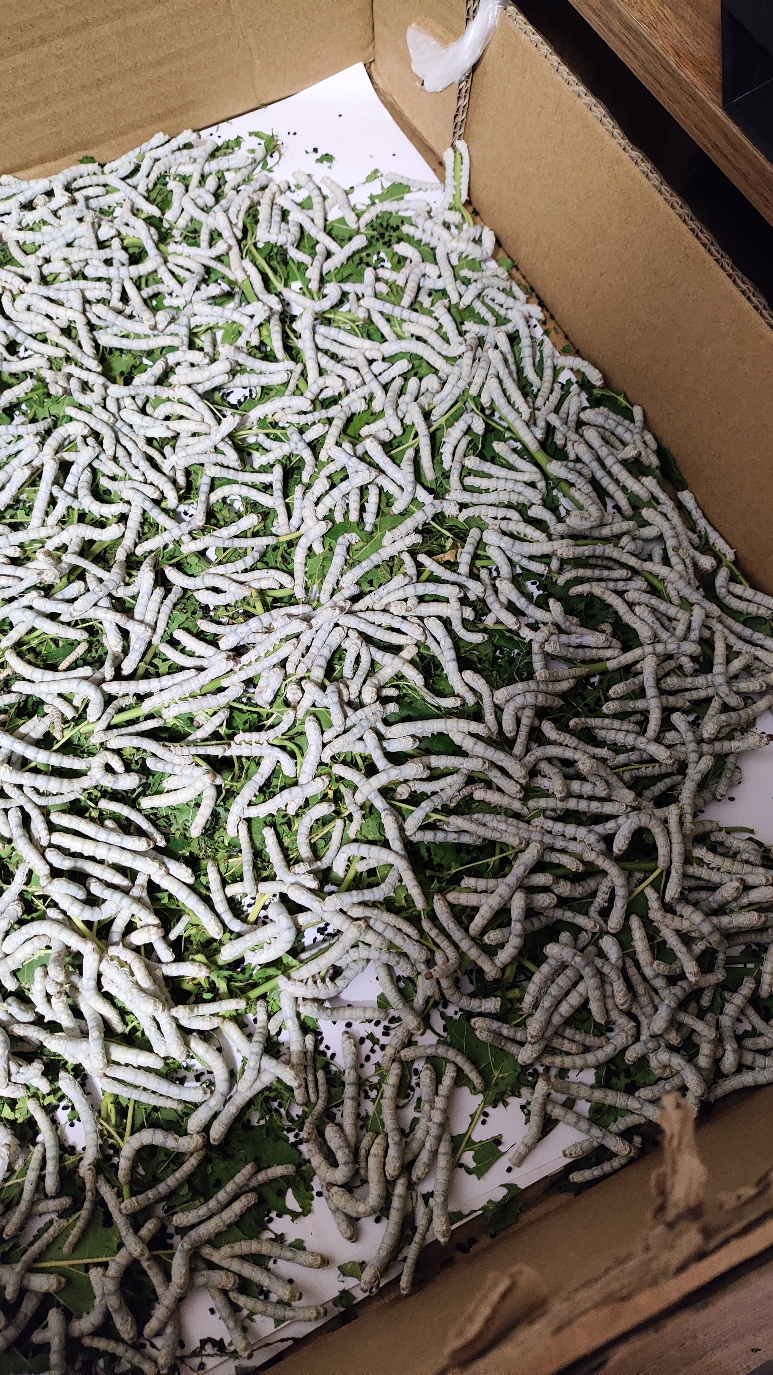 巨能吃的蚕宝，薅秃两棵树了不知道啥时候结茧每天搞桑叶，都要崩溃了
