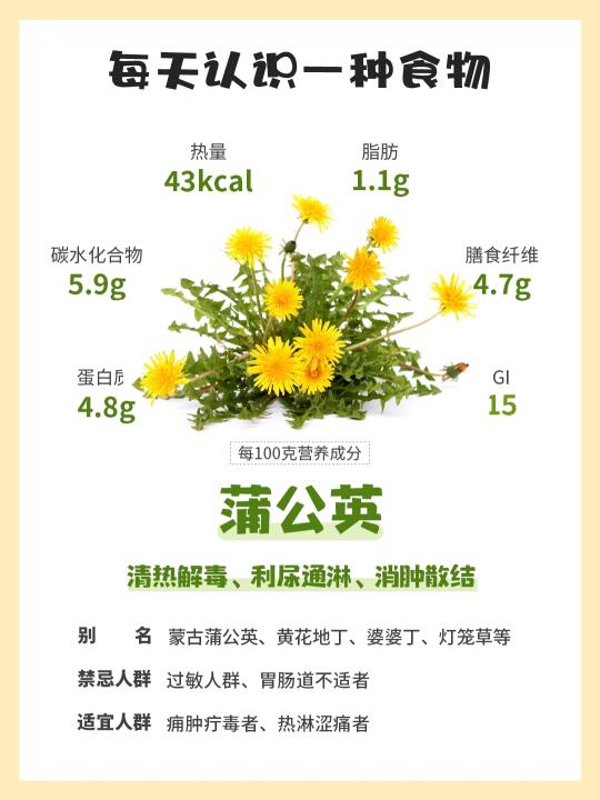每天认识一种食物 | 蒲公英