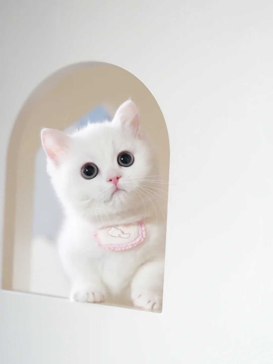 一张图证明白色小猫最好看 纯白曼基康矮脚