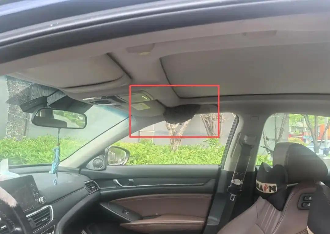 【男子忘关车窗15分钟后蜜蜂筑起巢：蜂巢拳头大小】4月9日，杭州消防救援支队指挥