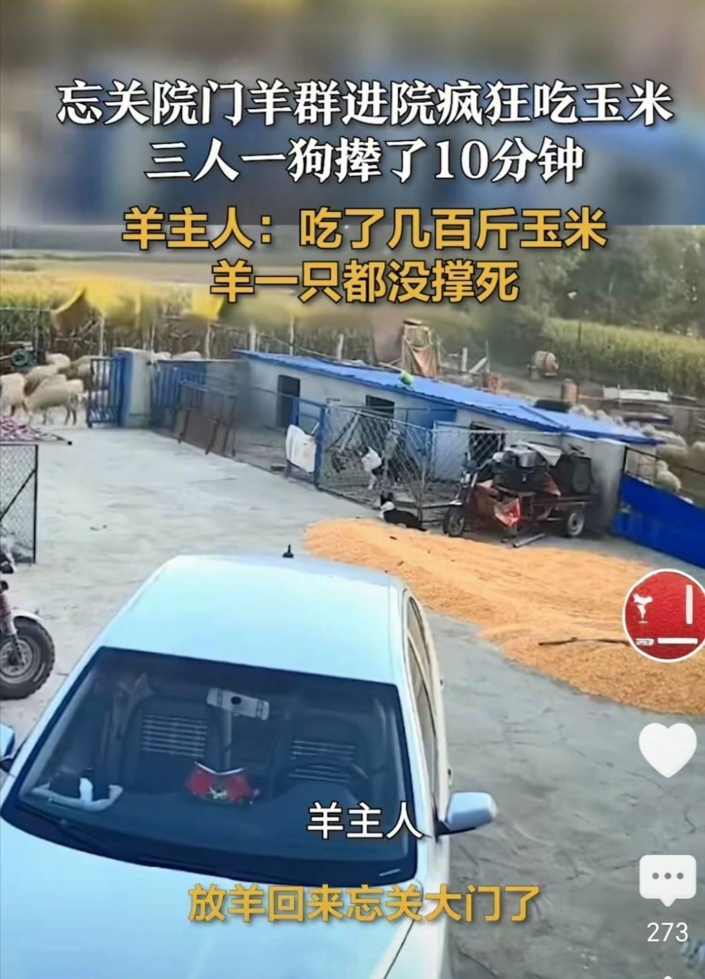 黑龙江大庆一羊主人放羊回家后，忘关院门让自家羊群溜进院子，疯狂啃食了五六百斤待晾