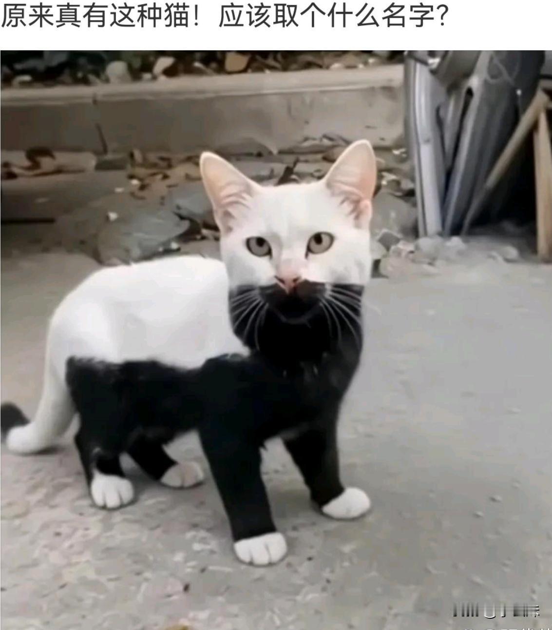 取个什么名字好