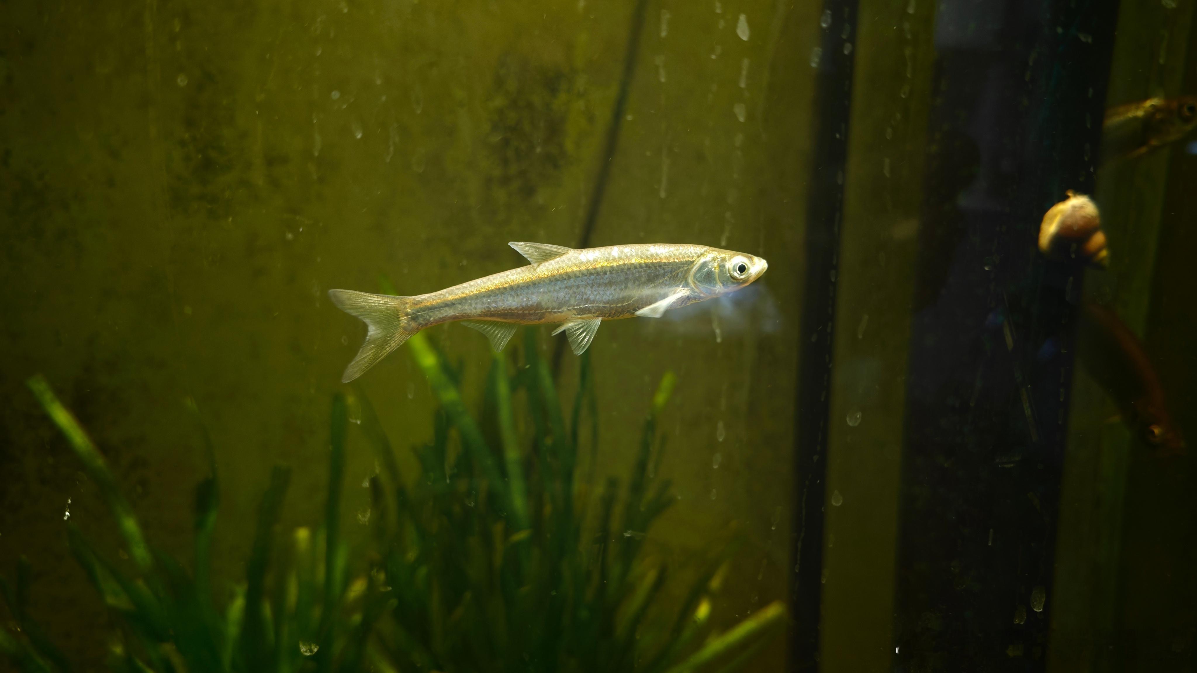 今天的10条小白条经过消杀已经入缸了。我家的鱼缸绝大多数鱼都来自几公里外的河边，