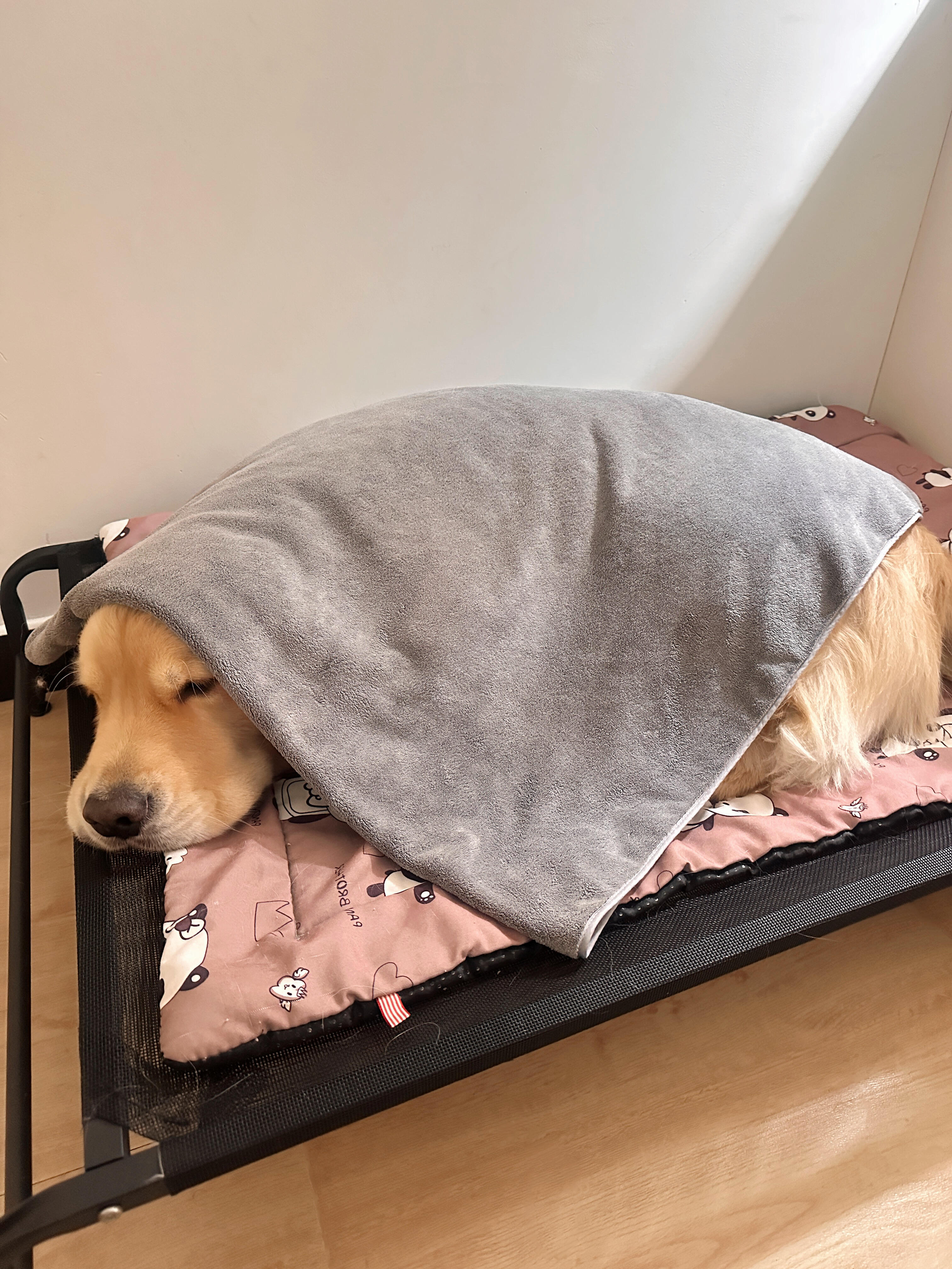 躲在被窝里不肯起床的小金毛 