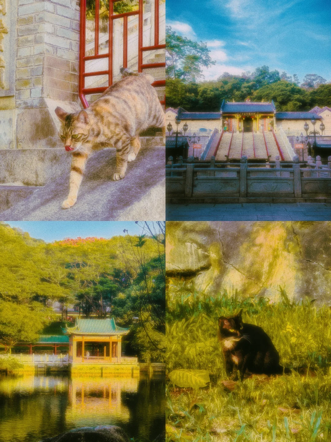 东莞photograph📸|喵喵、晚霞与旗峰山