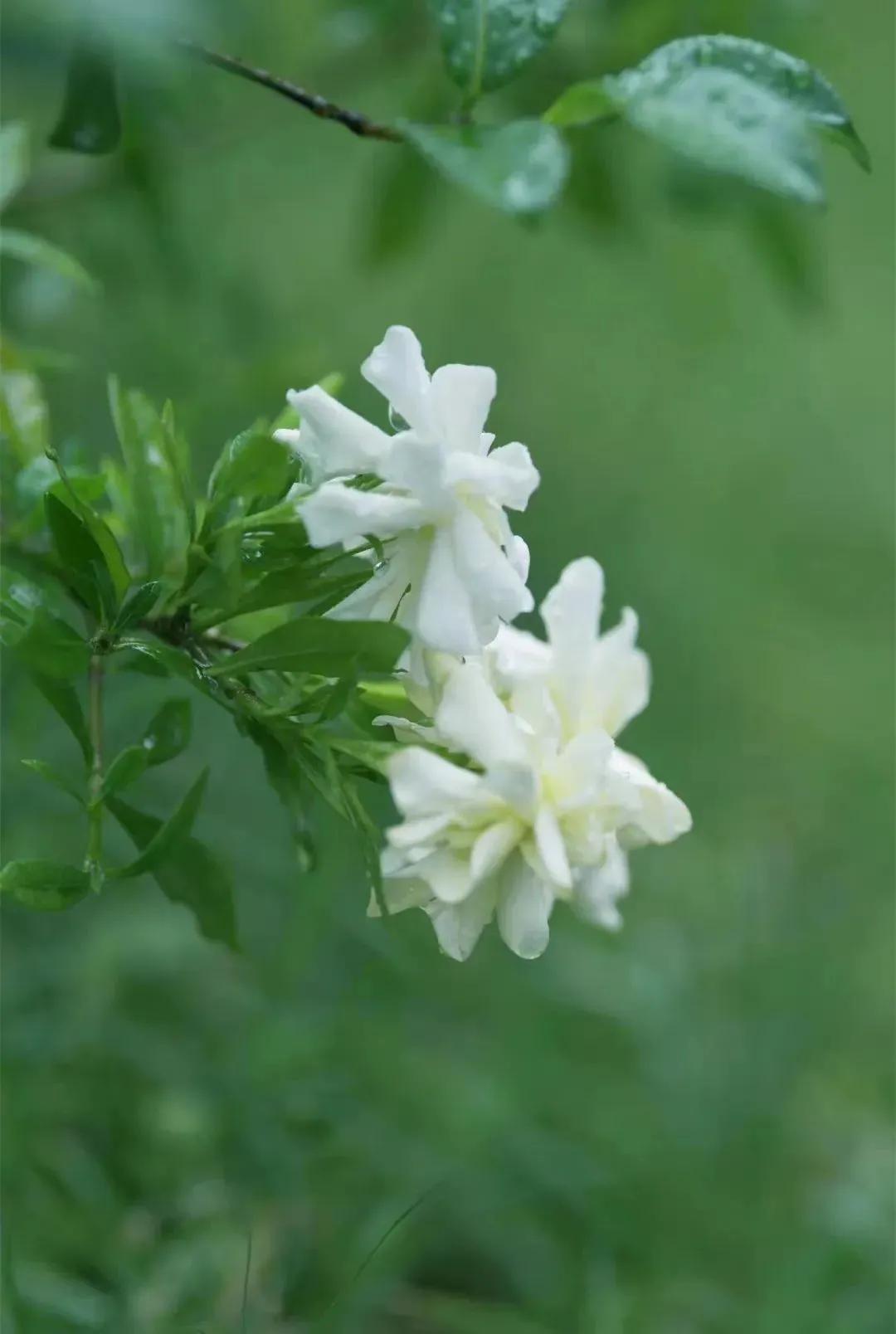 赞栀子花
文/白明华（贵阳）

绿叶稀疏映日辉，栀花素雅自芳菲。
馨香缕缕随风散