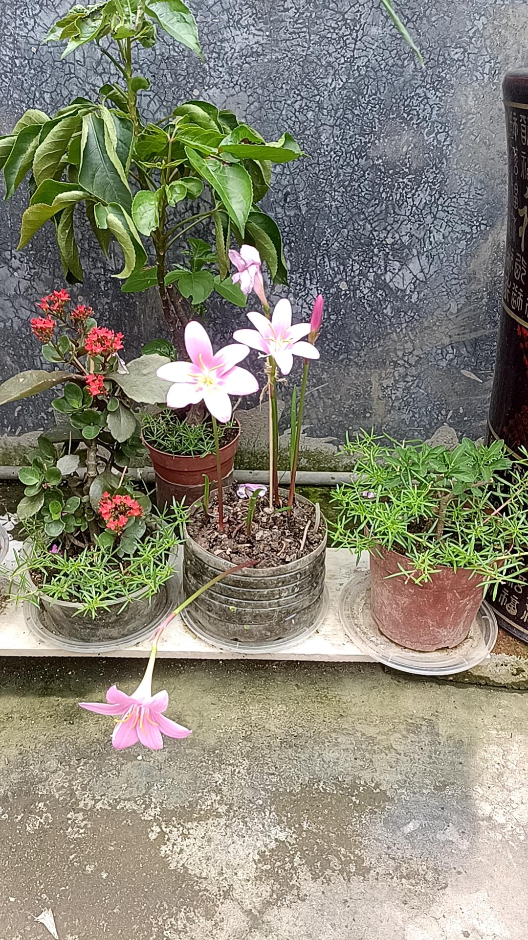 愿我的生活永远一路繁花[呲牙]