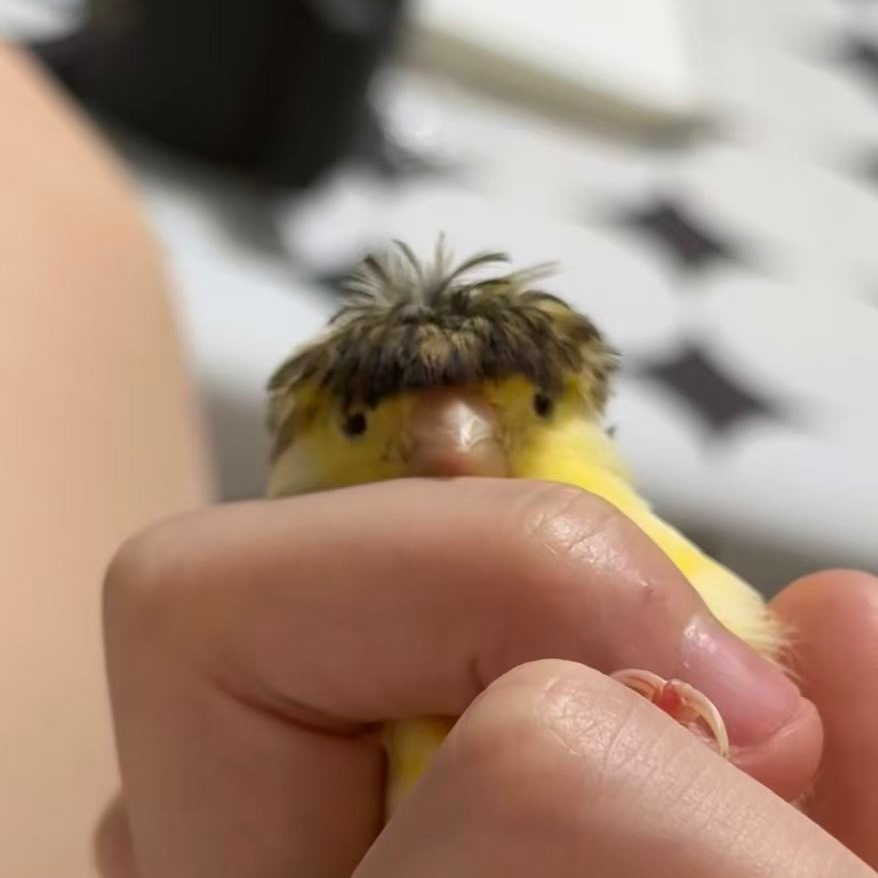 刷到这个小鸟 hhhhh 好像 