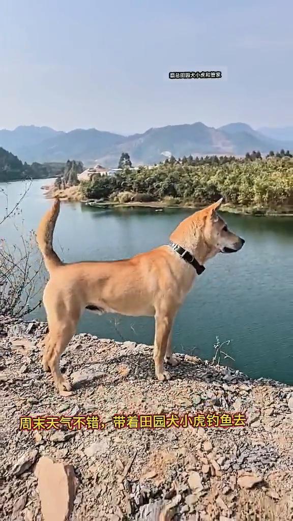 周末天气不错，带着田园犬小虎钓鱼去。朋友开着船来接我们，小虎坐船去。中华田园犬很