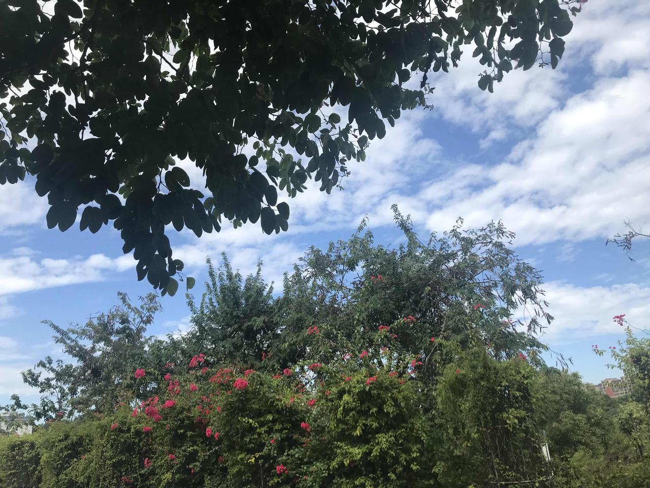 发一张你相册最近拍的花阳光明媚、蓝天白云下的美丽的花朵🌺