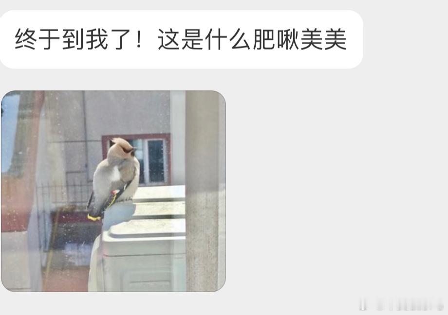 肥嘟嘟的【太平鸟】就是之前很火的，吃了发酵的果子倒地就睡的那群… ​​​