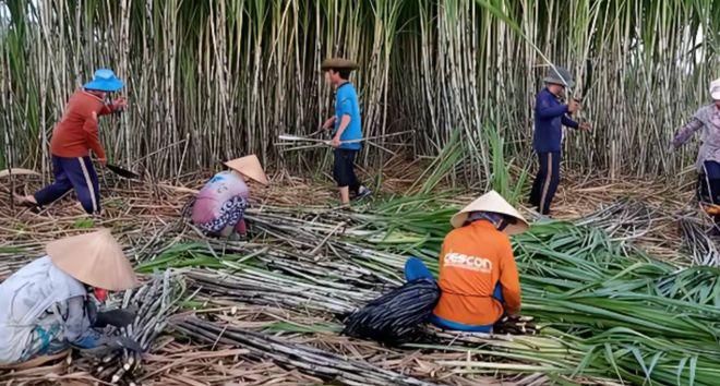 越南变化确实大，以前喊越南人过来广西砍甘蔗，一天50元人民币，后来变100人民币