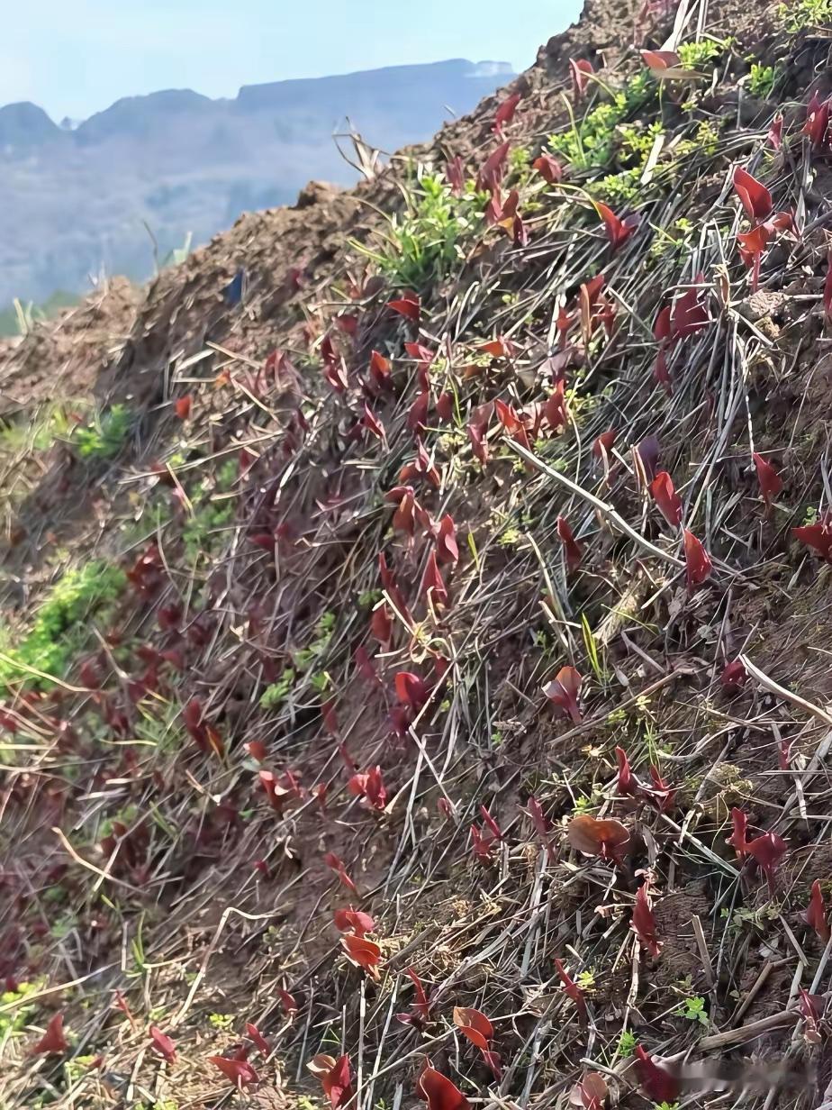 川渝人看到这个该怎么办？