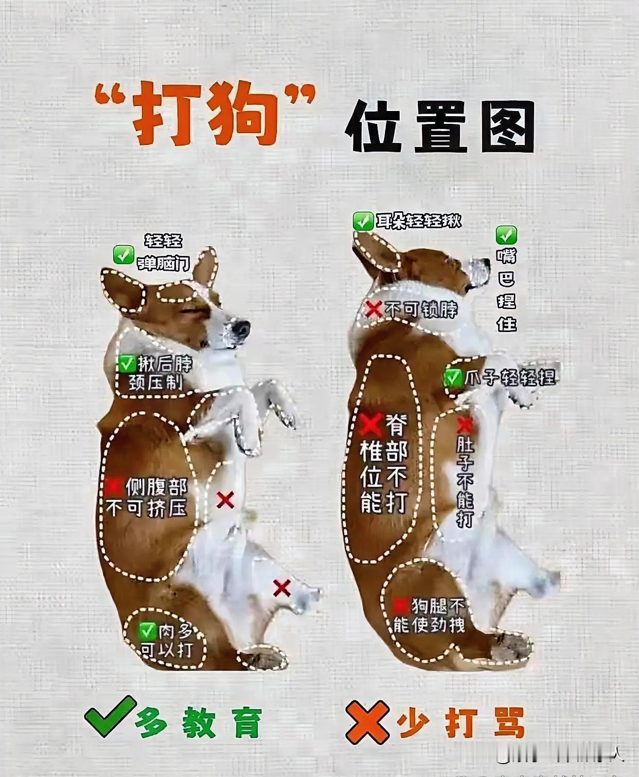 狗子有些部位不要打，会造成内伤