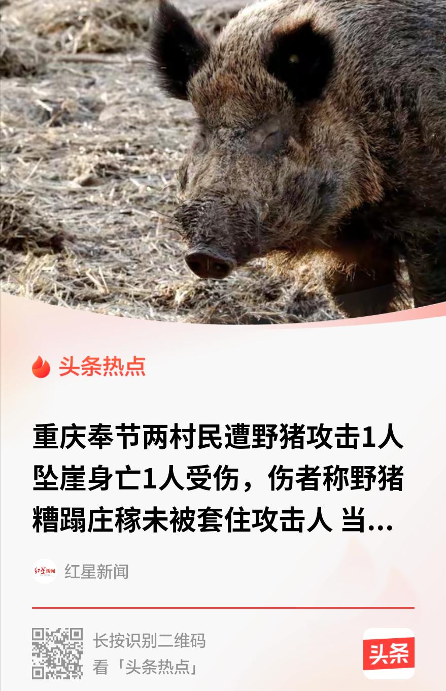 重庆，一村民的玉米地被野猪拱了好几回，他心疼，就去山路上安了套。那天，男子叫上同