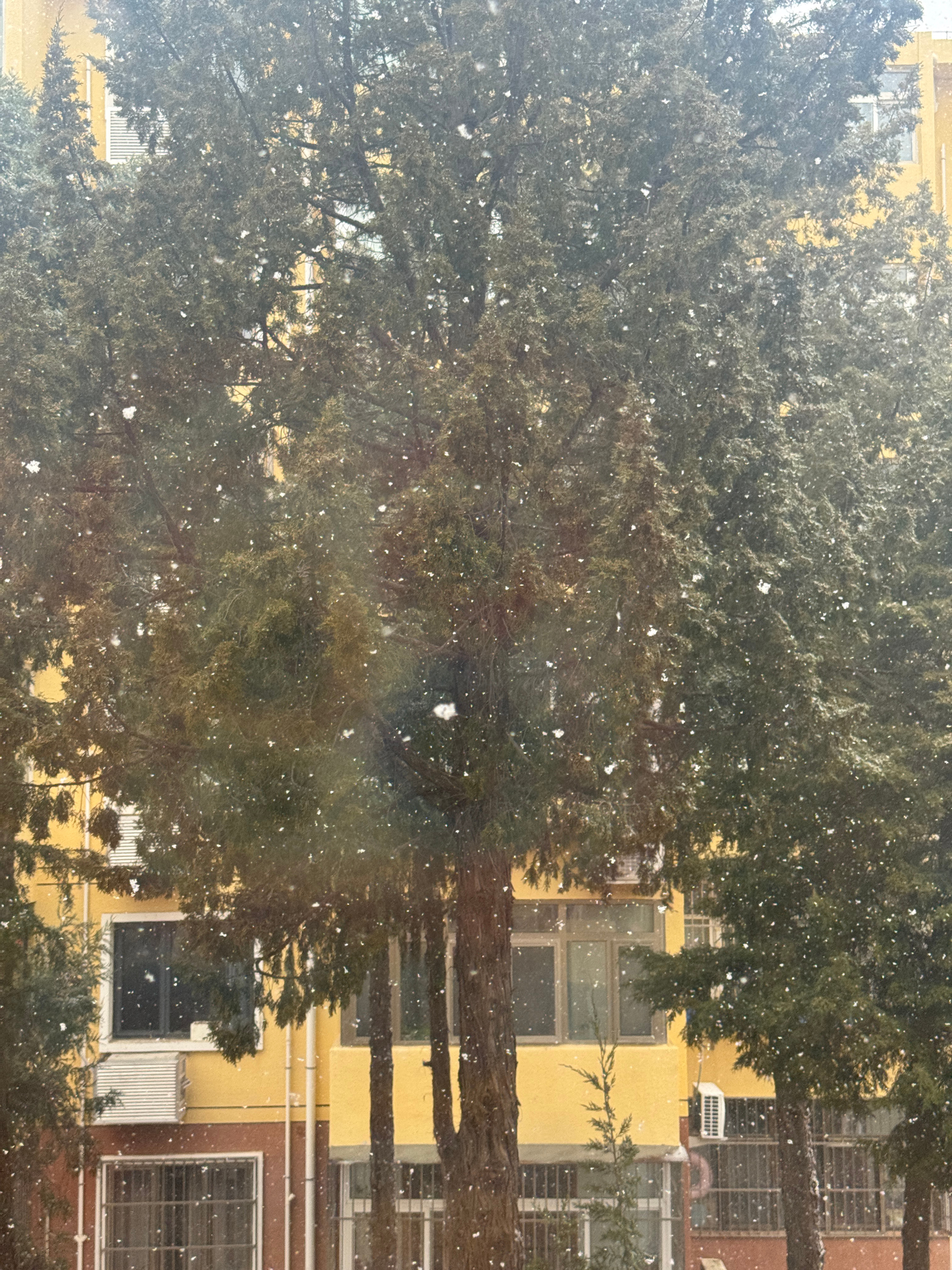 北京下雪 瑞雪兆丰年！看到就是福到！2026平安顺利，所愿皆所得