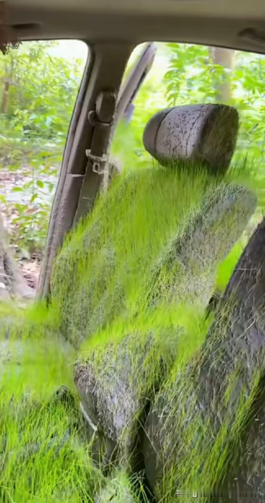 这草种子撒的真均匀[赞][赞]