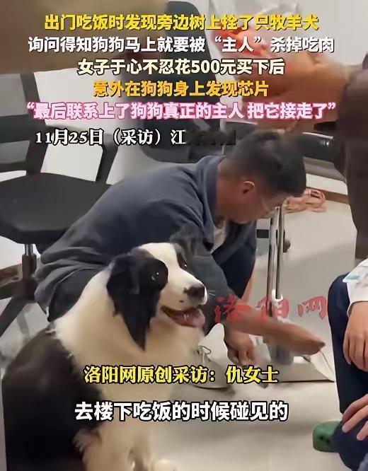 善良从不是多余的软肋，而是能救命的铠甲！苏州女子花500元救下待宰边牧的故事，藏