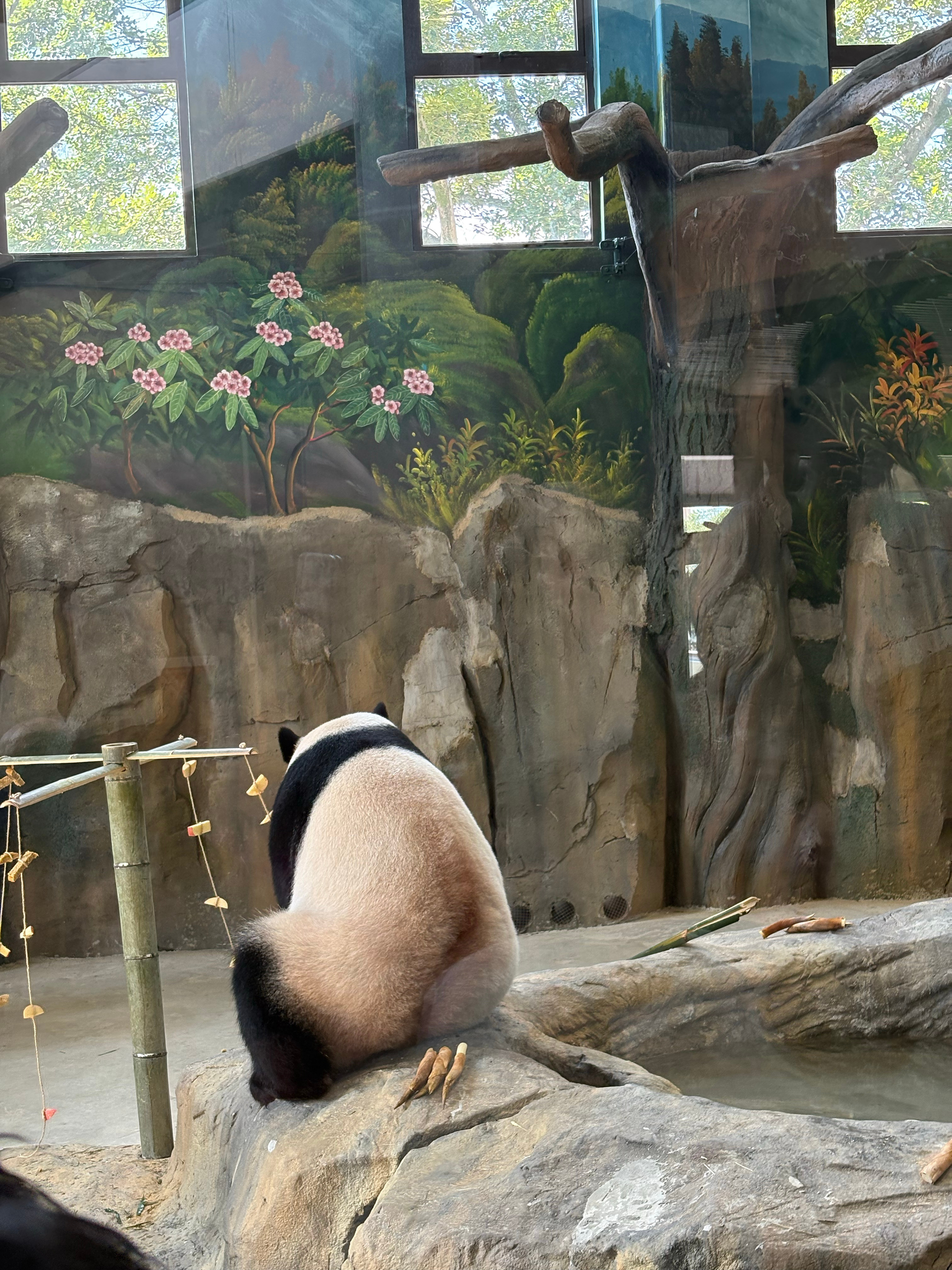 Panda 🐼 莆田