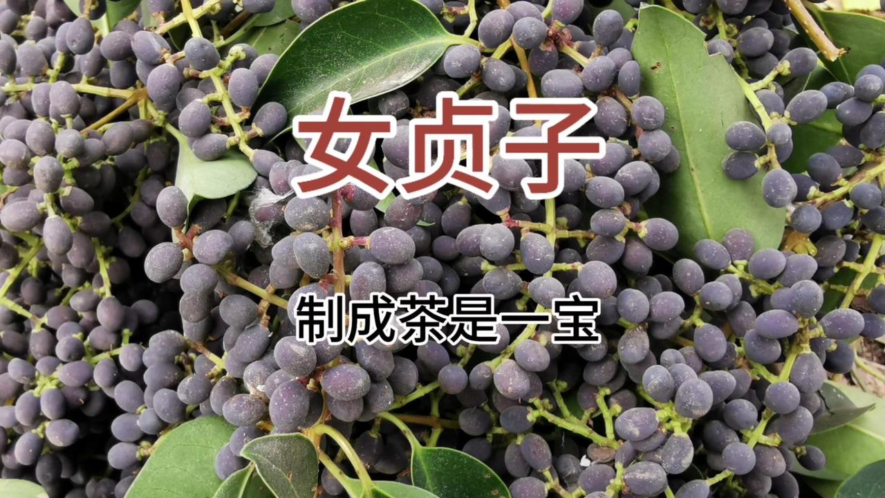 路边的女贞子别浪费，自制养生茶超简单！

先处理女贞子：摘干净后用清水搓洗，去除