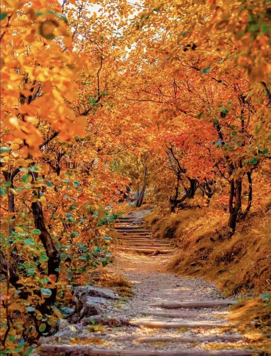 康辉：“平平淡淡， 从从容容，从不是简简单单能获得的，经历苦痛悲喜才能真正懂得。