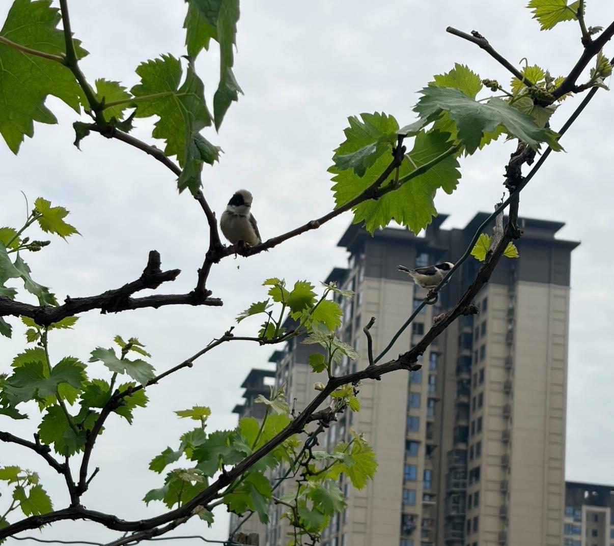 有4种“语言”在课本里是从来不会教你的。第一种，是官场语言体系。其背后逻辑是既不