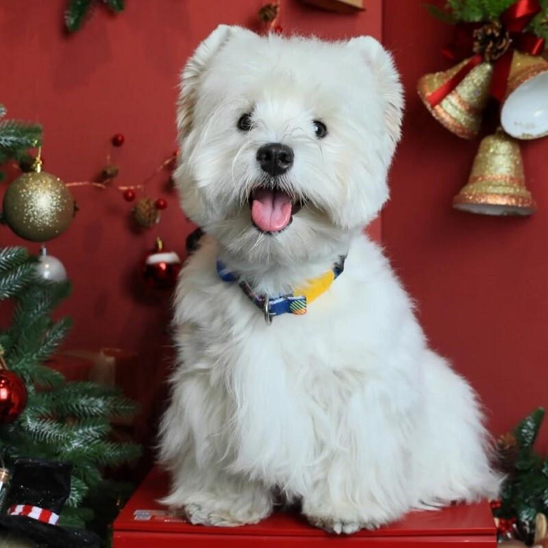 感天动地的~“母爱”!

“女子本弱，为母则刚!”
几乎全天下人都知道了，她死去