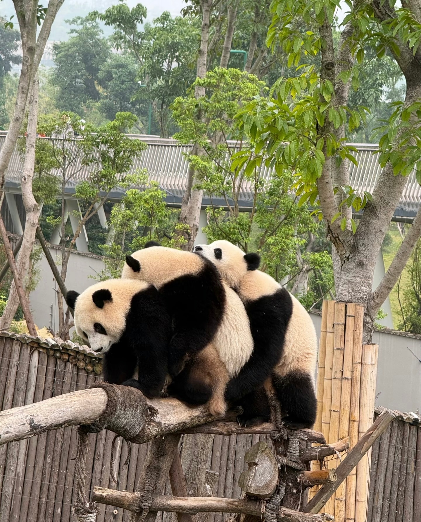 每日一善🌼熊猫守护者               ╭ ⋆🌼 ⋆  ⋆🌼🐼